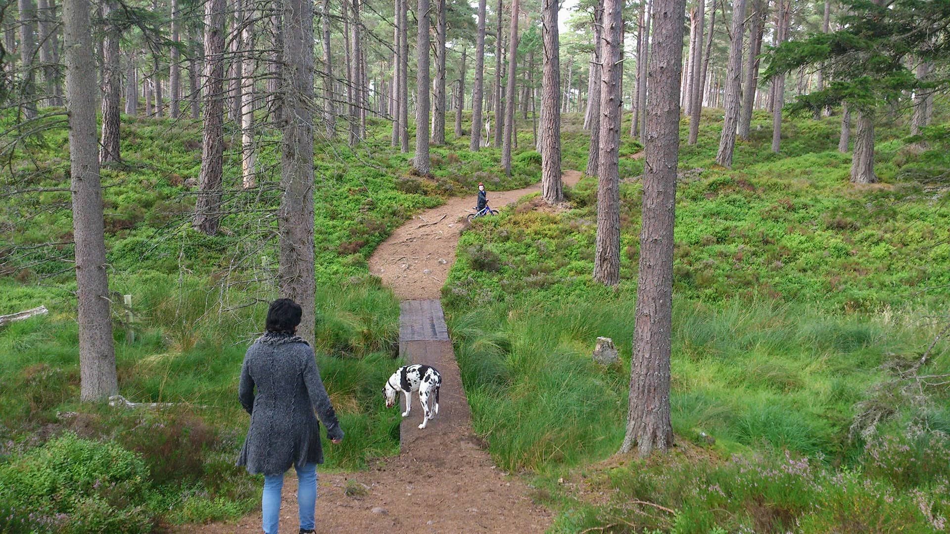 Dog Friendly Woodland Walks in the Cairngorms National Park from your base at The Cairn Hotel
