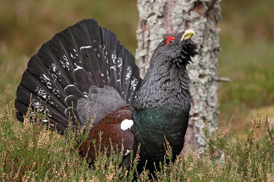 Experience the Wildlife of the Scottish Highlands during your stay at the Cairn Hotel Carrbridge